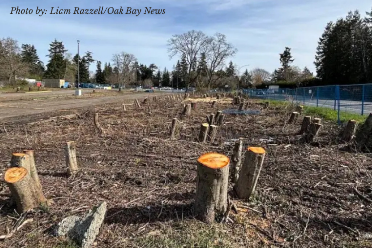 Camosun College Lansdowne campus student housing development in Oak Bay Victoria BC