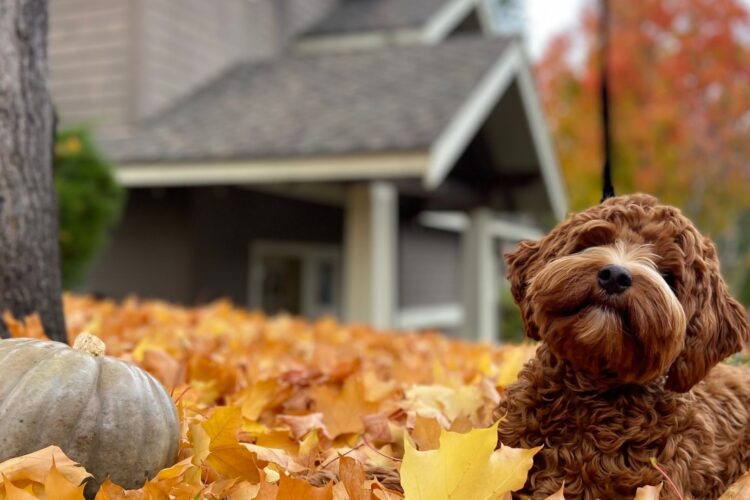 Autumn scenery in Greater Victoria, British Columbia, celebrating Canadian Thanksgiving and the feeling of home.